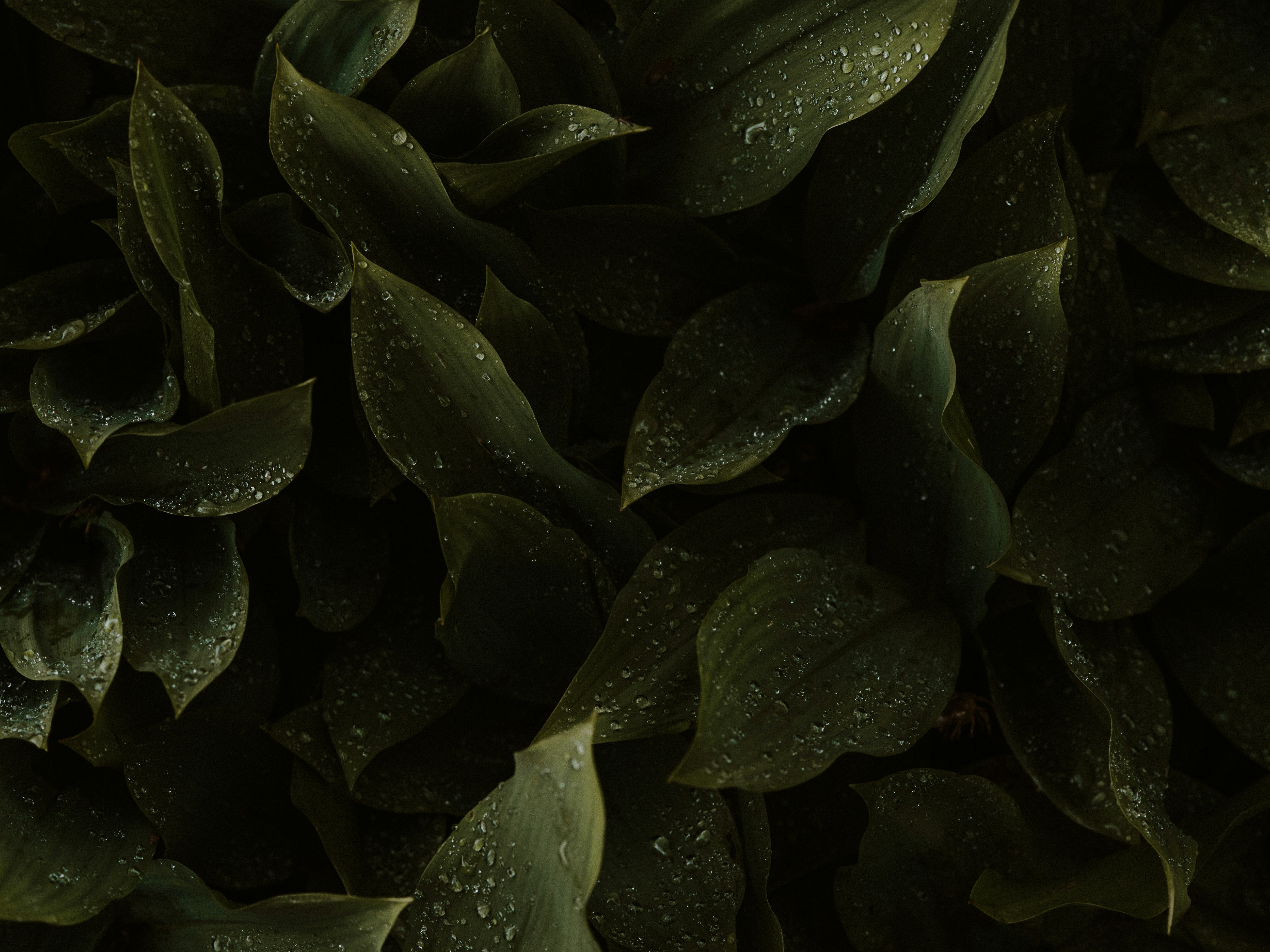 water droplets on green leaves